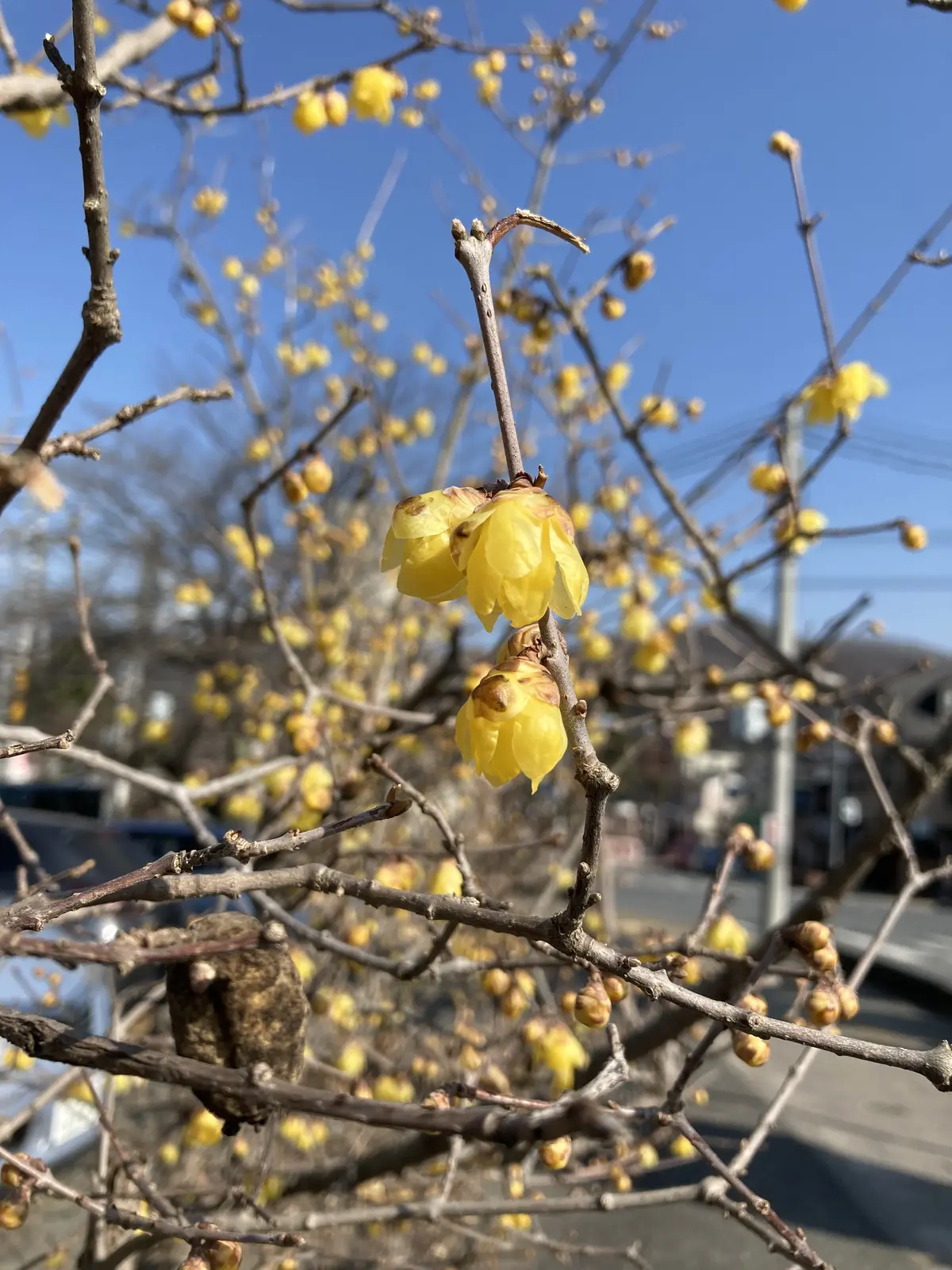 秩父のハイキングコースに蝋梅　黄色い梅の花　寶登山神社の参道　秩父鉄道秩父駅から歩く