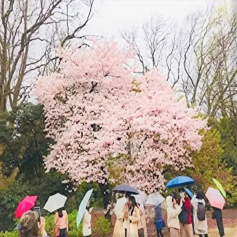 さて、今年のお花見はどちらにの画像_2