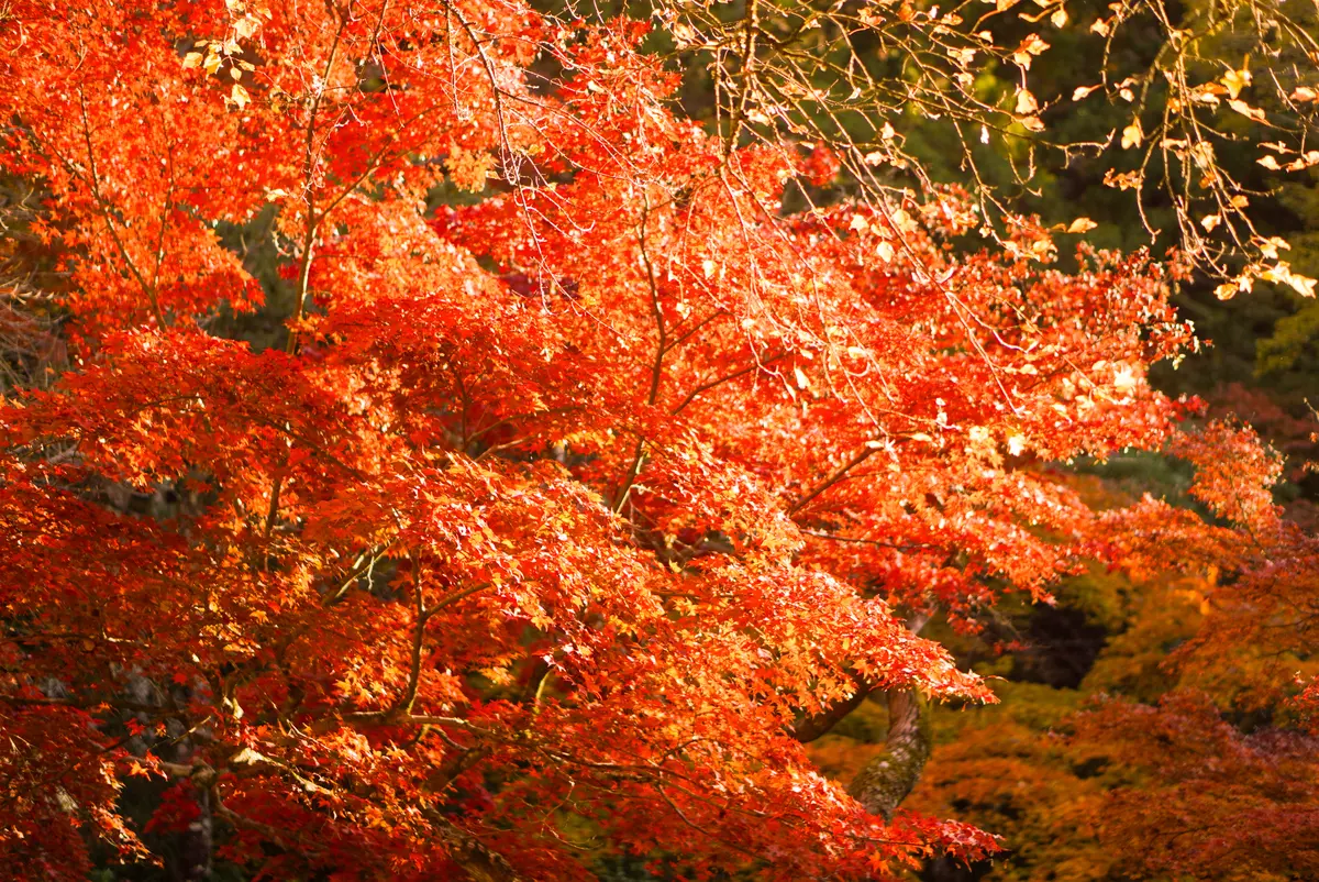 広島・世界で最も美しい美術館と宮島を巡るの画像_12