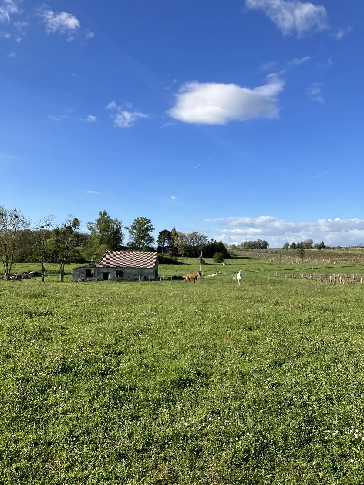 フランス旅行#3 ボルドー地方編の画像_4