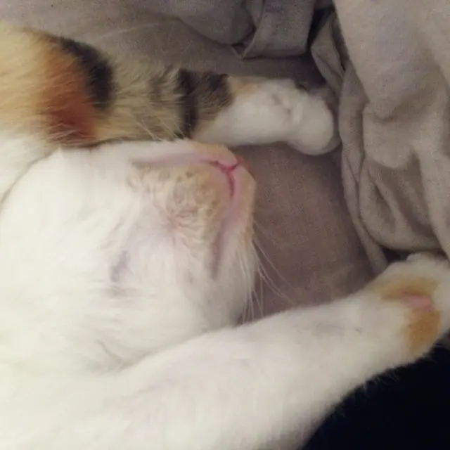 数日でこの寝相に