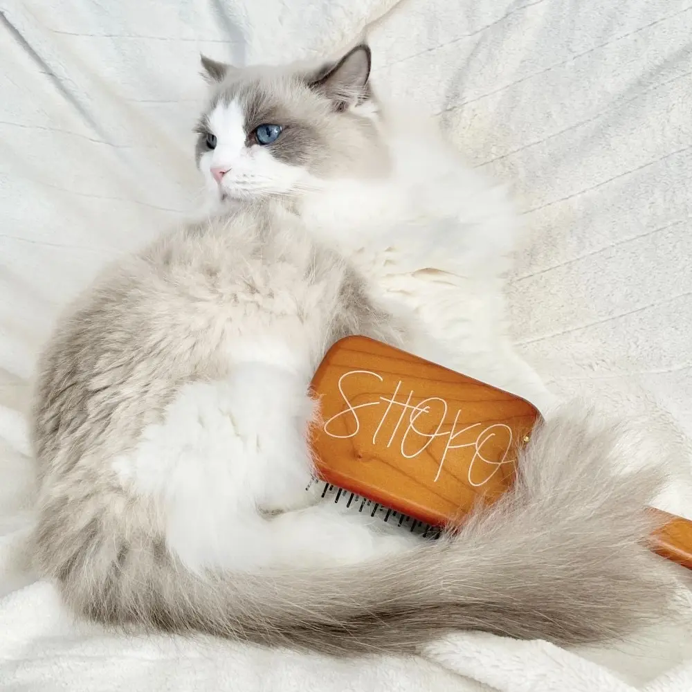 猫とヘアブラシ