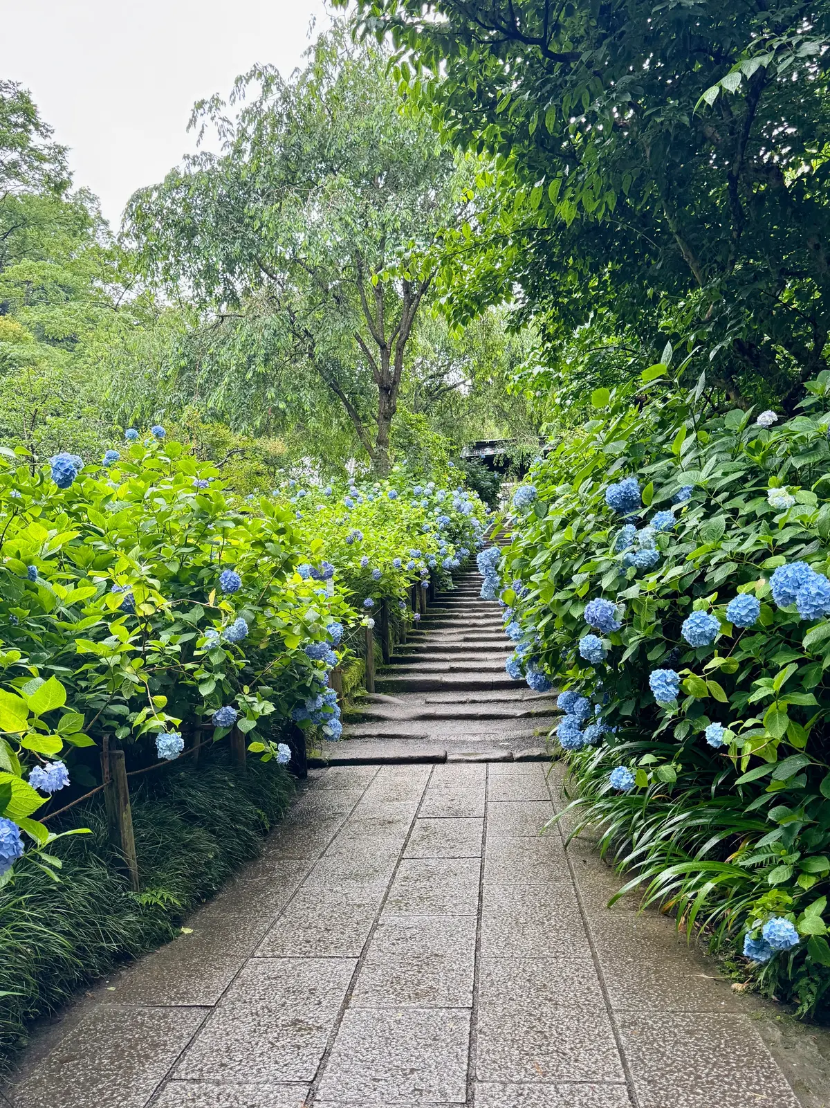 紫陽花の季節、自分で仕立てたお着物で古都の画像_4