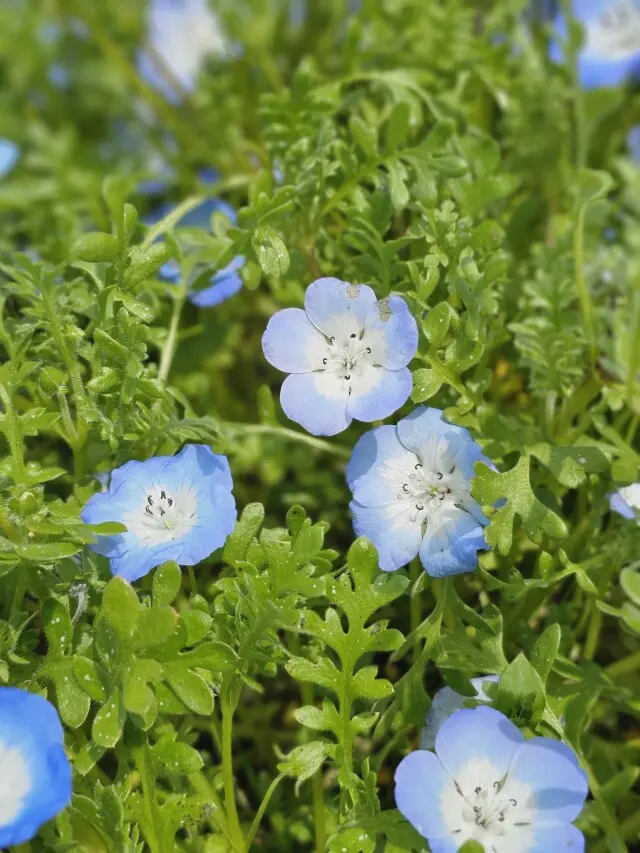 海外のような景色広がる公園の画像_7