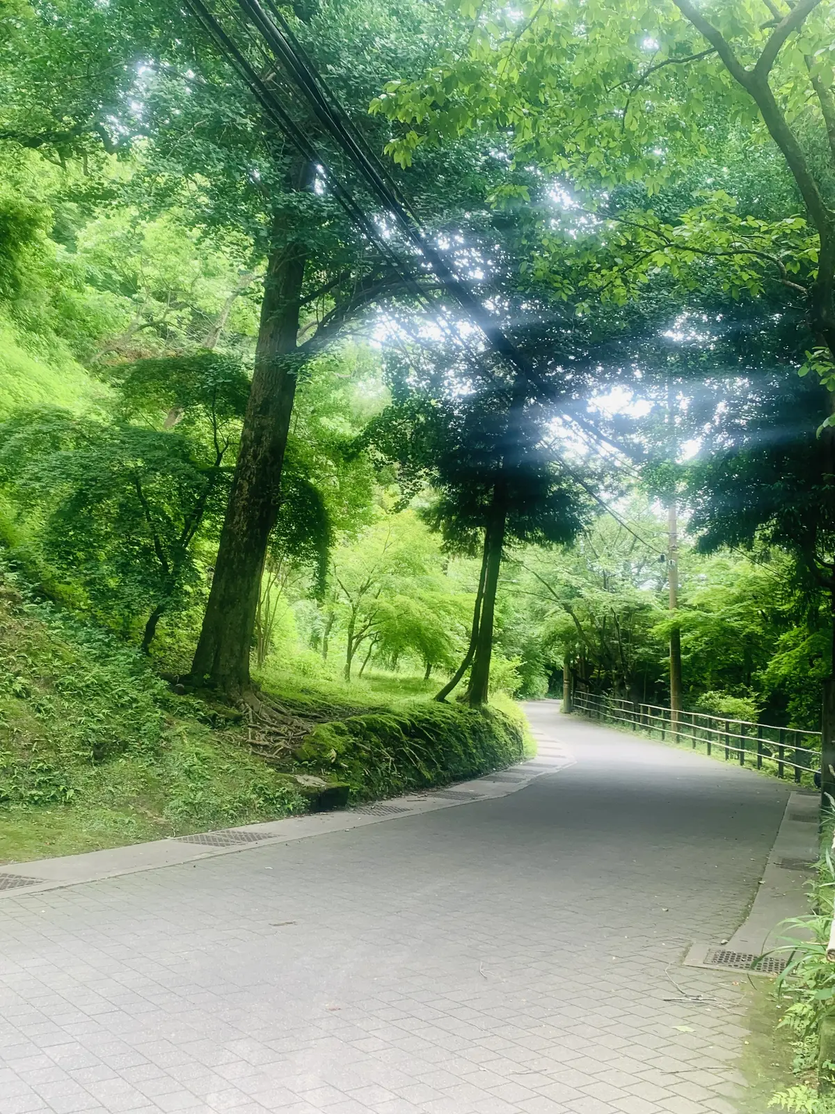 自然豊かな浄智寺の境内
