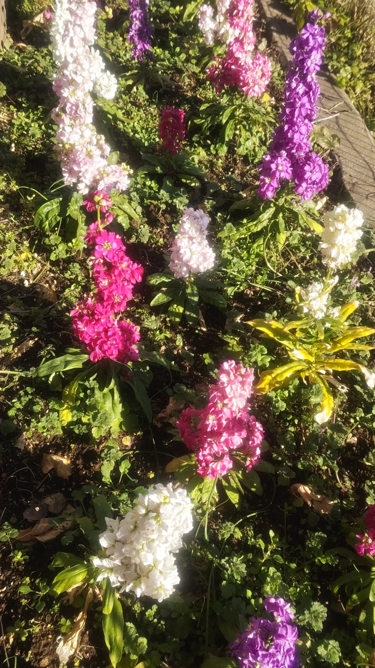 50代主婦【卒業式GUスーツ着回しコーデの画像_8