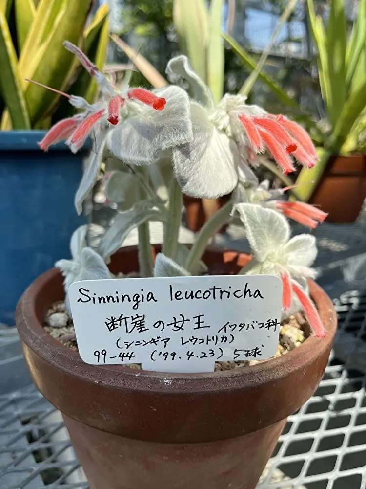 新緑の小石川植物園への画像_9