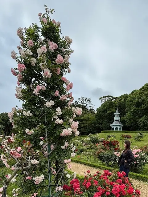 美しいバラに魅了された日♡の画像_4