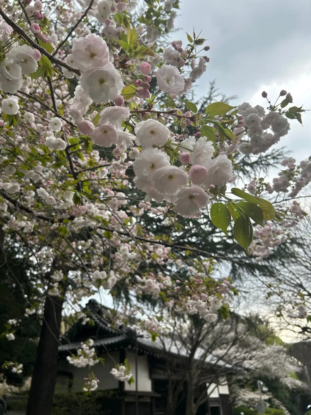 国立博物館の桜