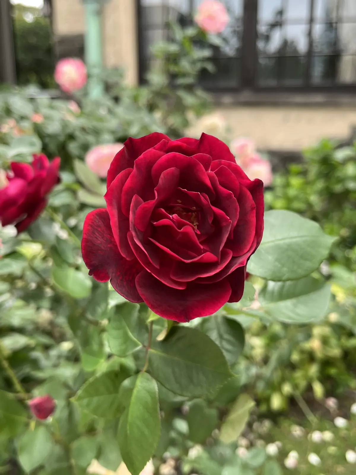 バラとアフタヌーンティーを楽しみにお気にの画像_4