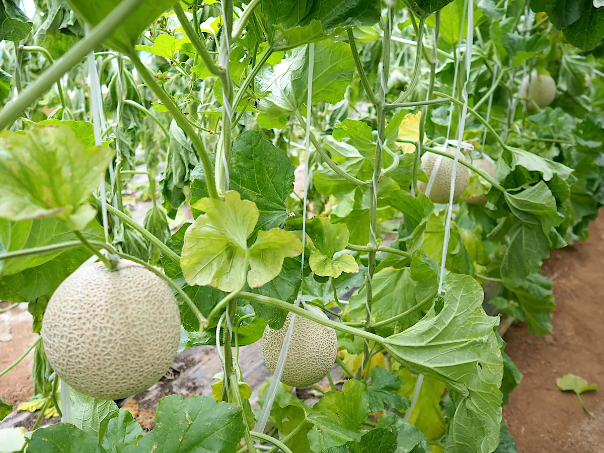 50代のキャップコーディネート始めましたの画像_4