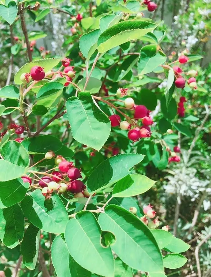 ジューンベリー収穫祭！の画像_1