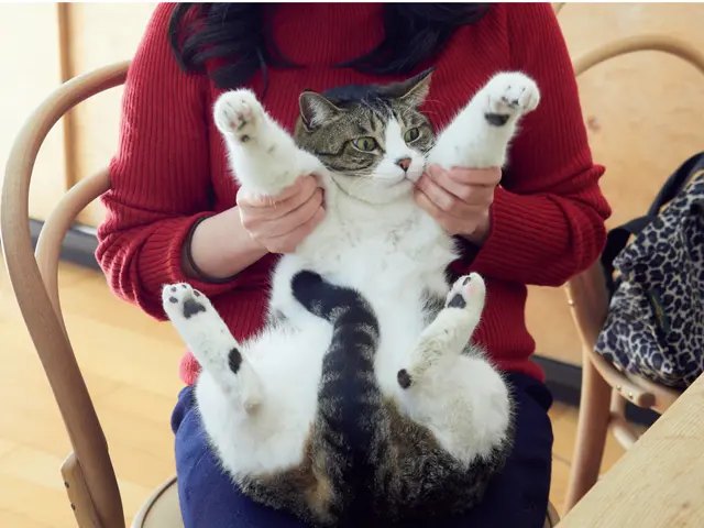 自宅を訪れた人は誰でも抱っこさせてくれるサービス派。しかし、正面から顔を見るといつも“無”になっている。無防備に、しっぽをくるんと巻き込むポーズがたまらない