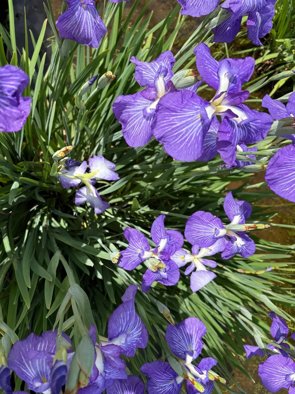 水元公園　菖蒲の花