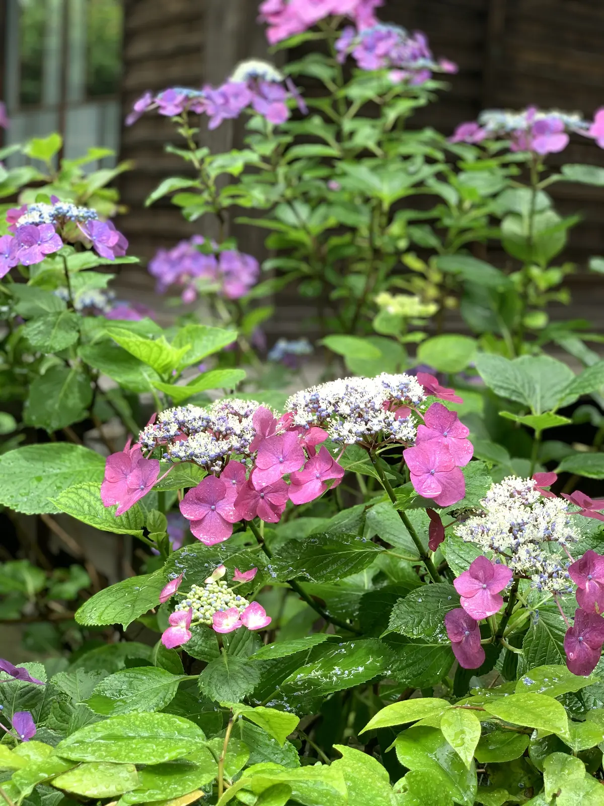 極楽寺　あじさい　アジサイ