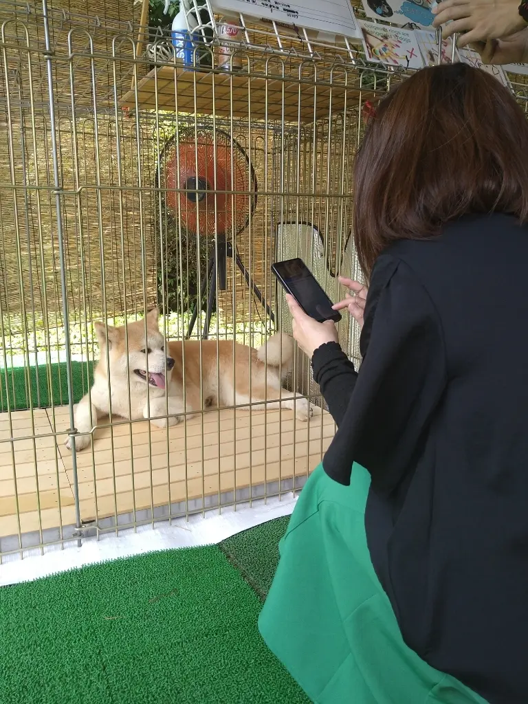 秋田犬とお友だち