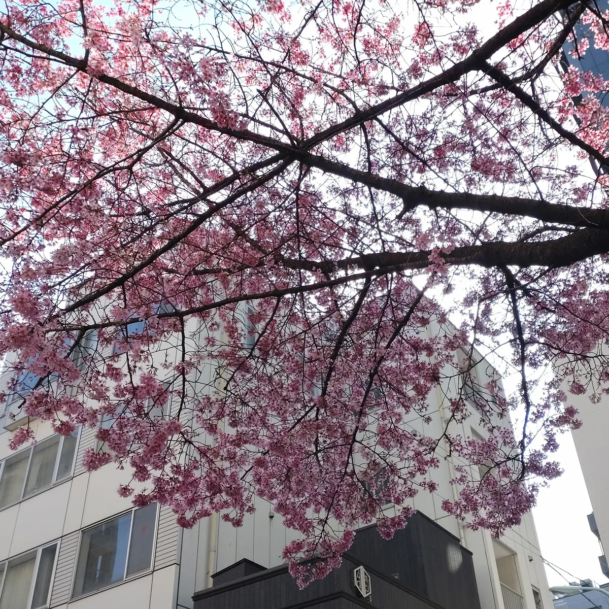 日本橋　あじさい通り　オカメザクラ