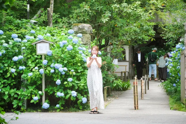 【鎌倉あじさい】明月院 &あじさいアフタの画像_1