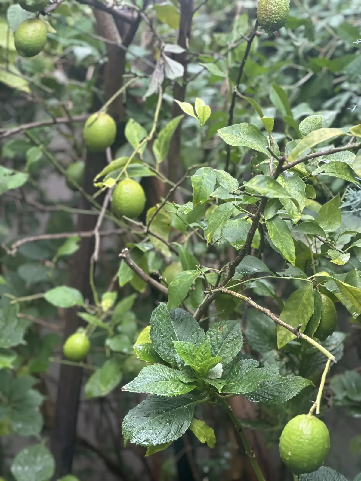 10月も下旬、本格的な秋到来！植物たちもの画像_4