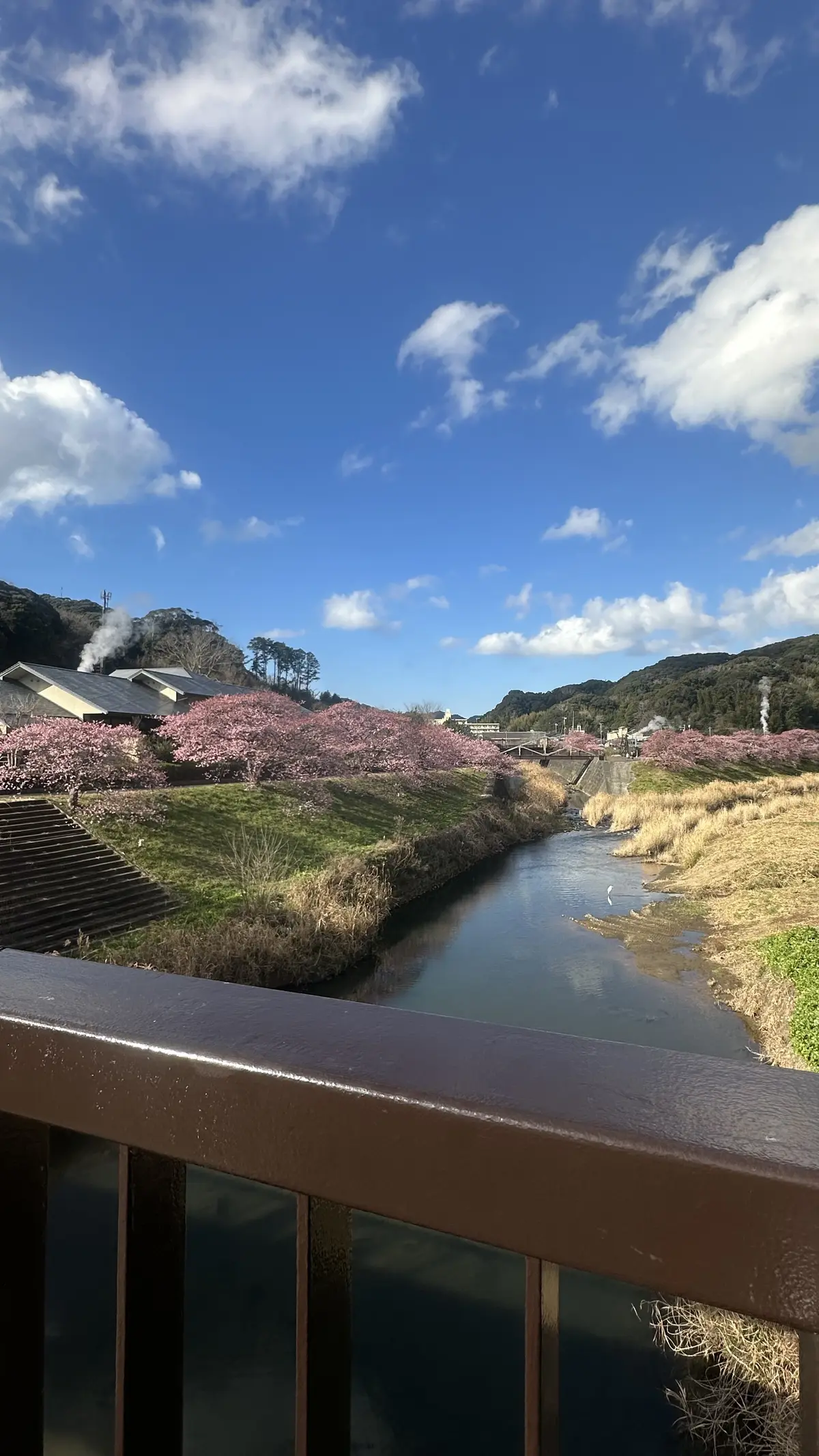 湯煙漂う河津桜並木を散策の画像_2