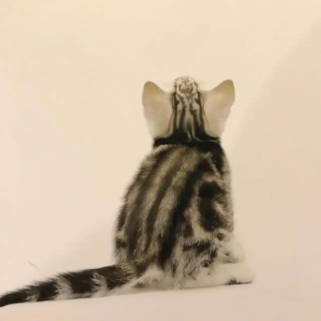 アランの子猫時代はの画像_3