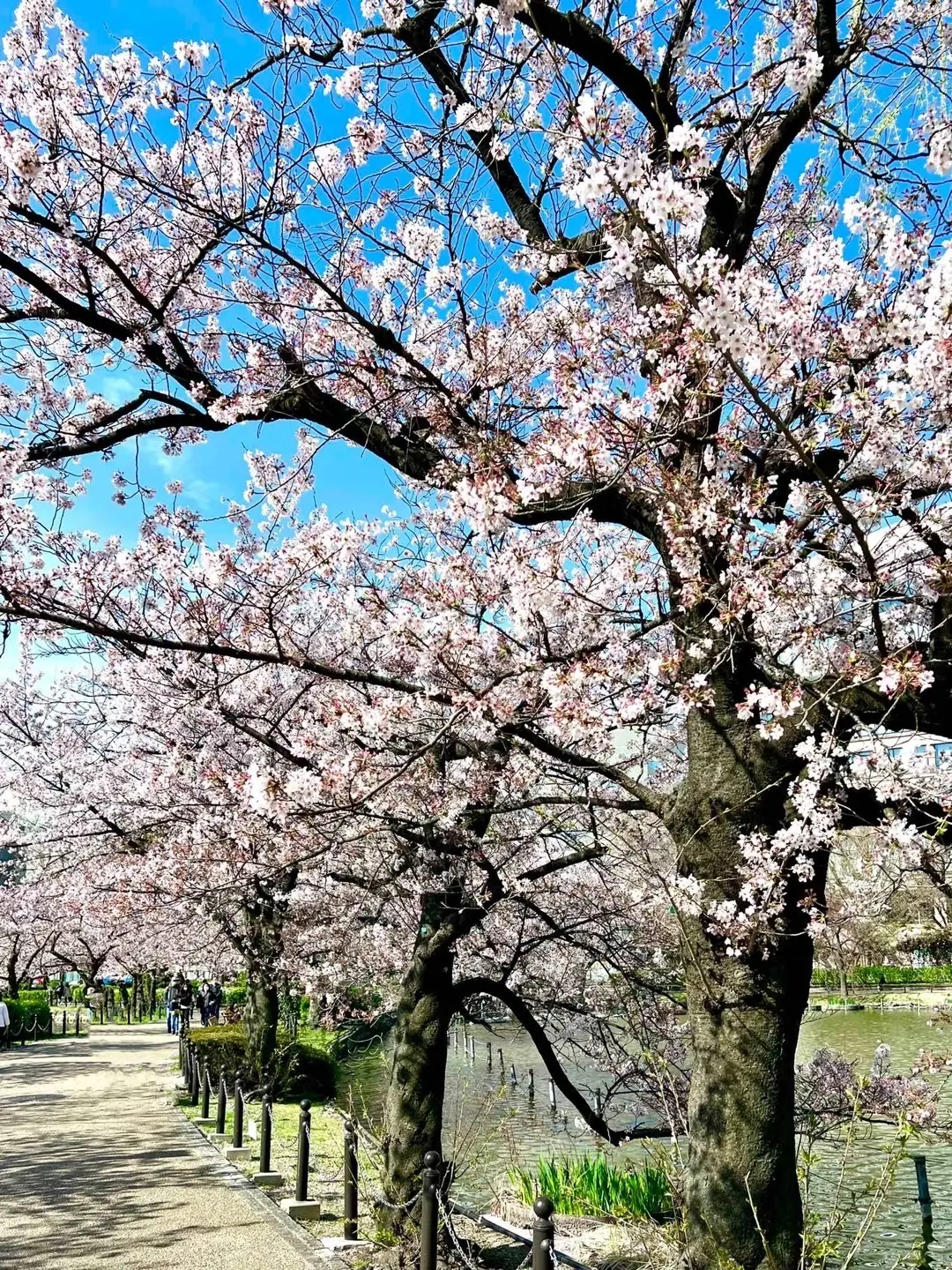 上野恩賜公園の桜　池の辺りの桜