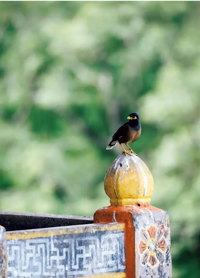 プナカ・ゾンにて。鳥も犬も猫も牛も、人々は身近な生き物を大切にする