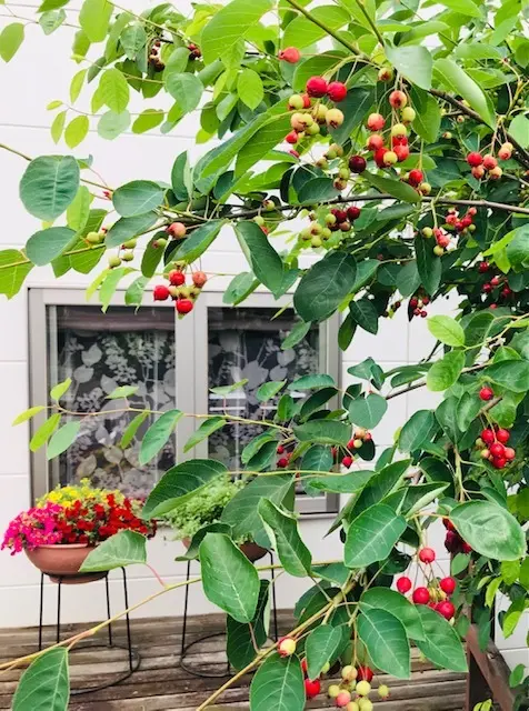 お庭の『ジューンベリーの実』＊収穫してジの画像_1