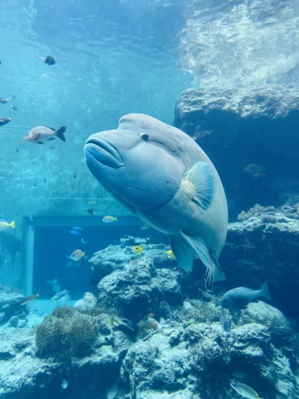 個性豊かなお魚達