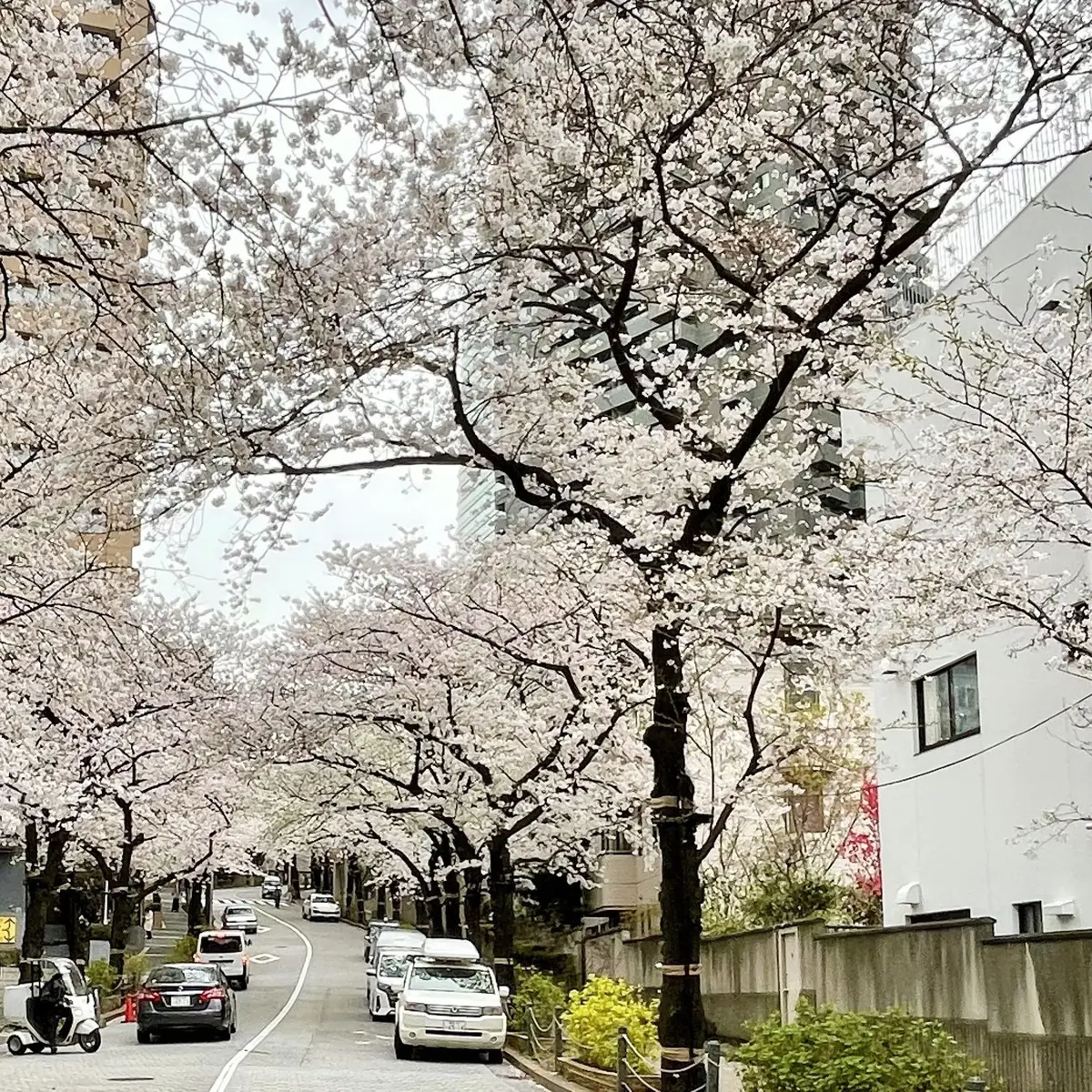 六本木一丁目付近のアークヒルズの桜並木