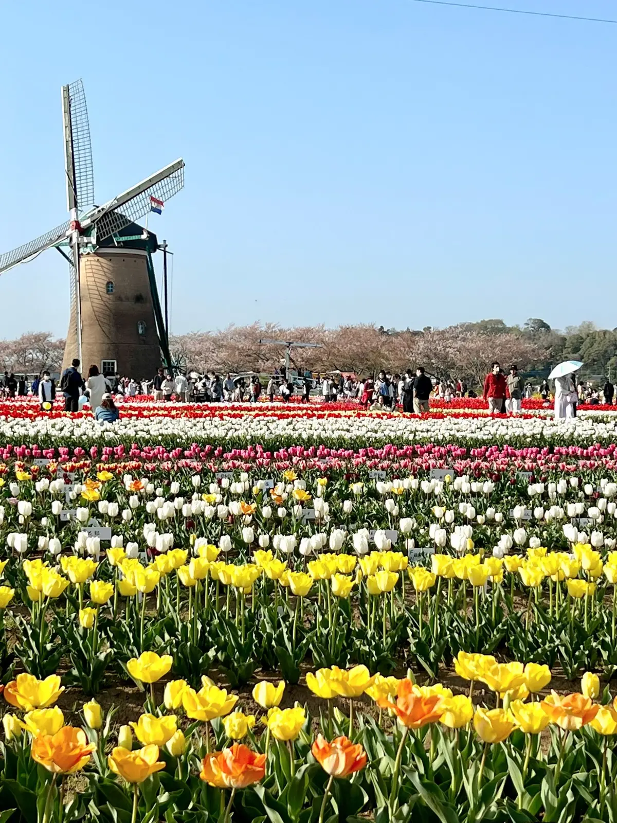 「佐倉ふるさと広場」チューリップ畑