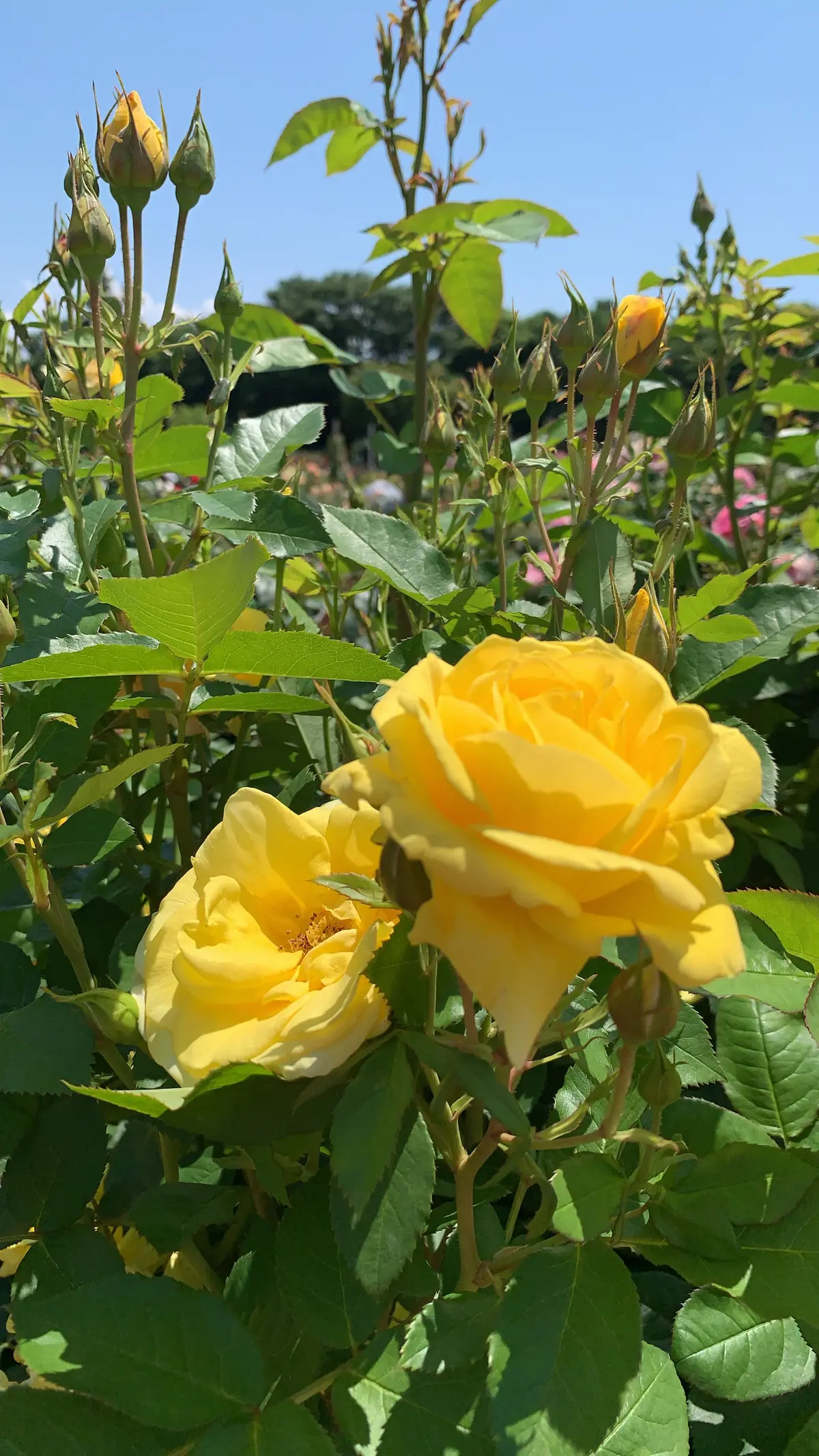 大人の遠足〜薔薇とワインを楽しむ会〜の画像_19