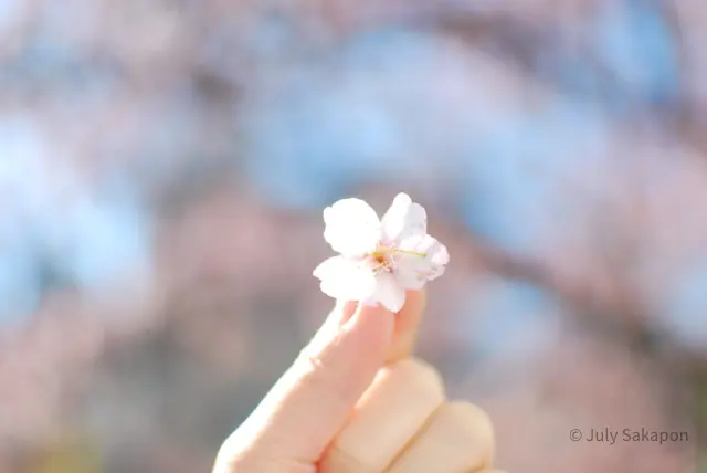 【さかぽんの冒険】早咲きのサクラ@熱海の画像_4