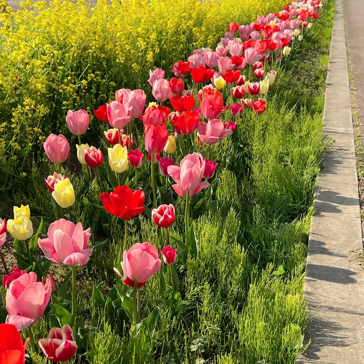 「佐倉ふるさと広場」のチューリップと菜の花