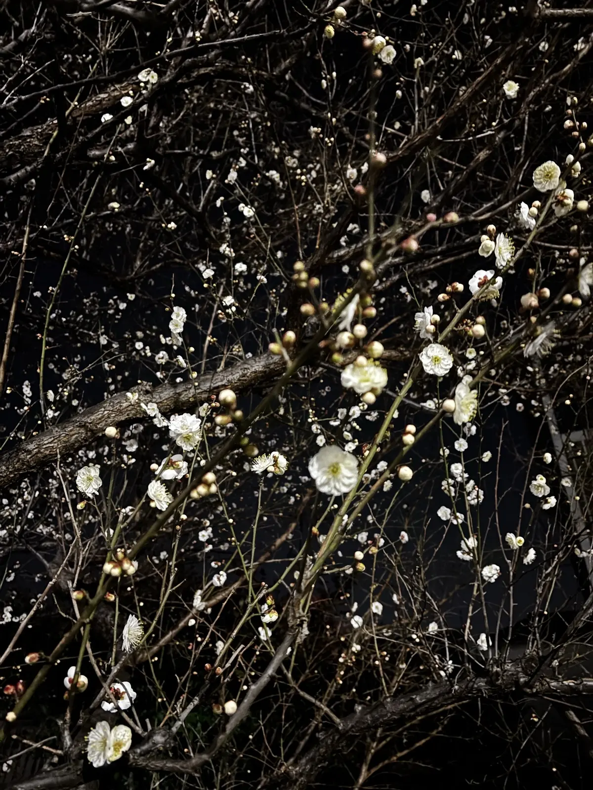 夜の梅の花