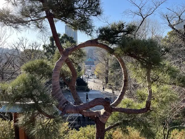 上野寛永寺前にある松