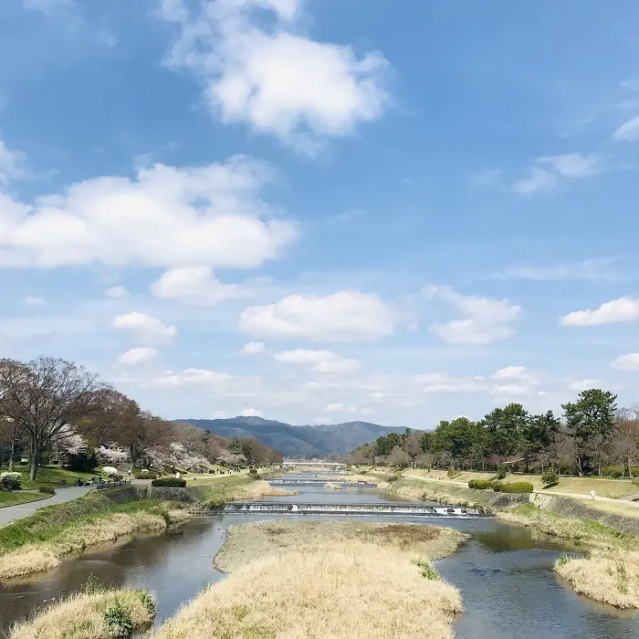 京都『桜』便りの画像_1