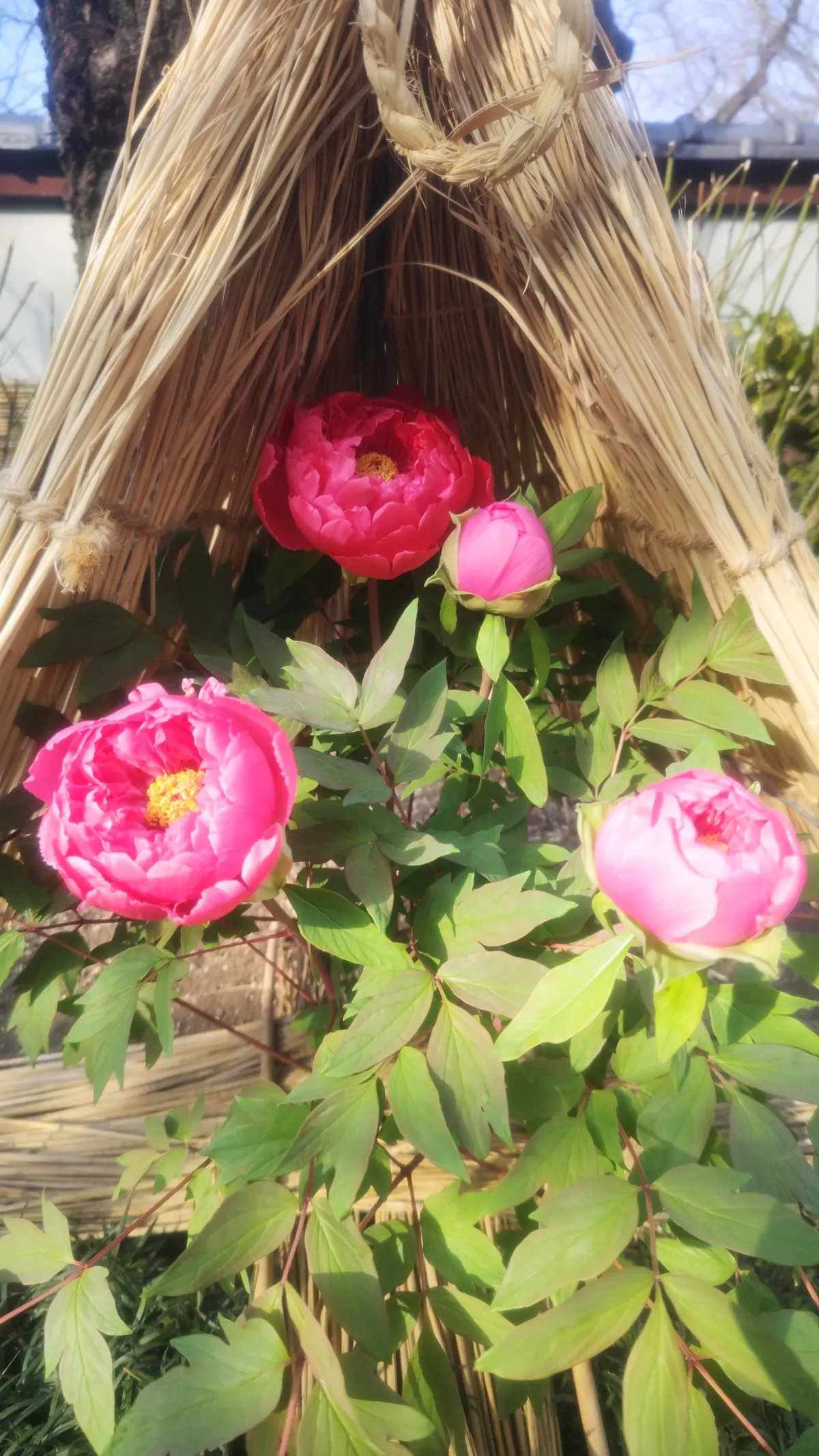 大人の遠足【上野東照宮ぼたん苑】アラフィの画像_9