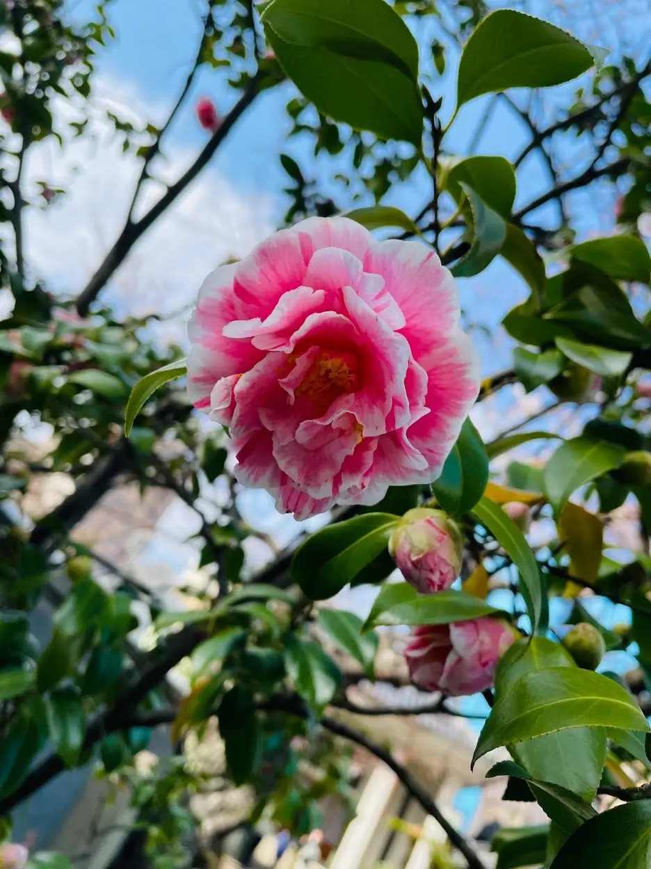 お墓参りの帰りに新しく発見した素敵な古民の画像_1