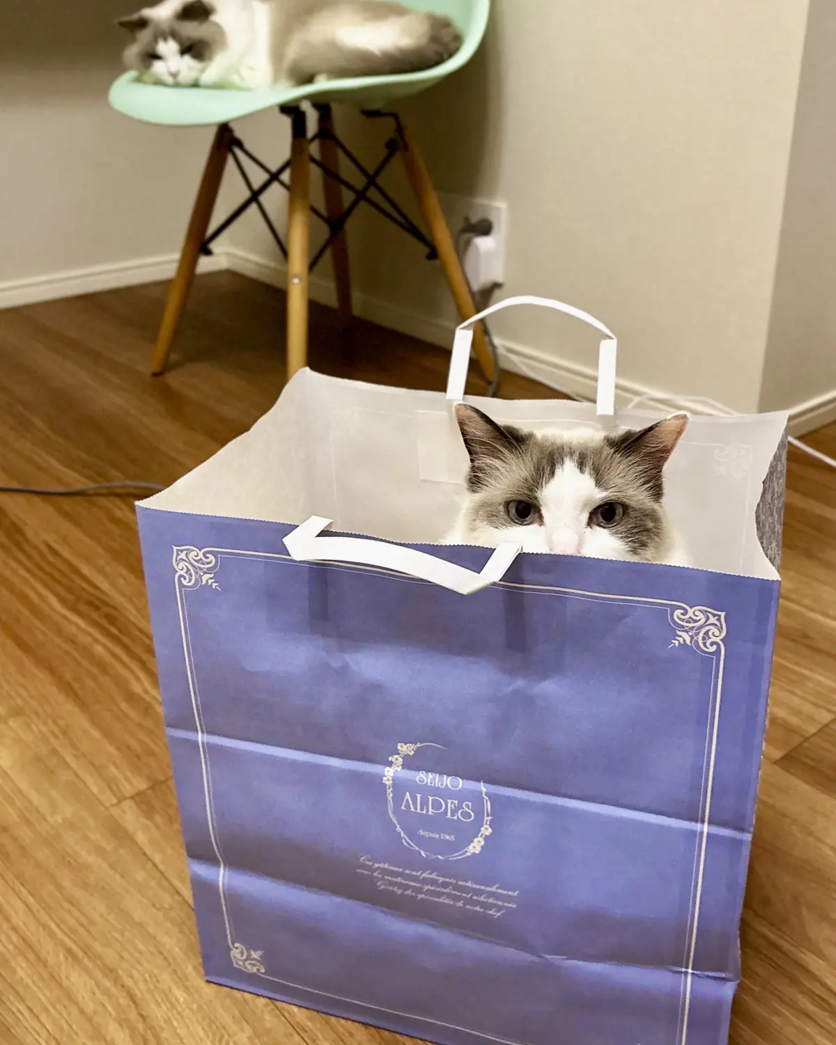 『成城アルプス』のショッパーに入る猫（上の子）①