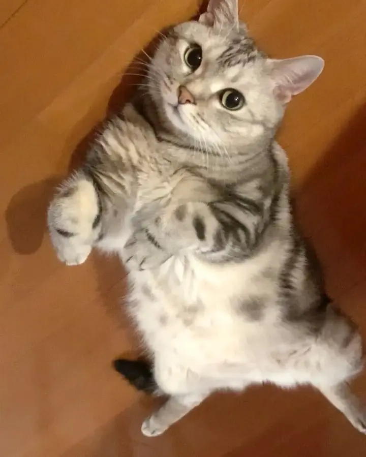 空飛ぶ猫⁉の画像_1