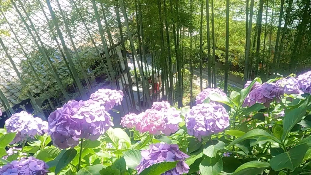 見頃を迎えた紫陽花を求めて鎌倉の2大名所の画像_14