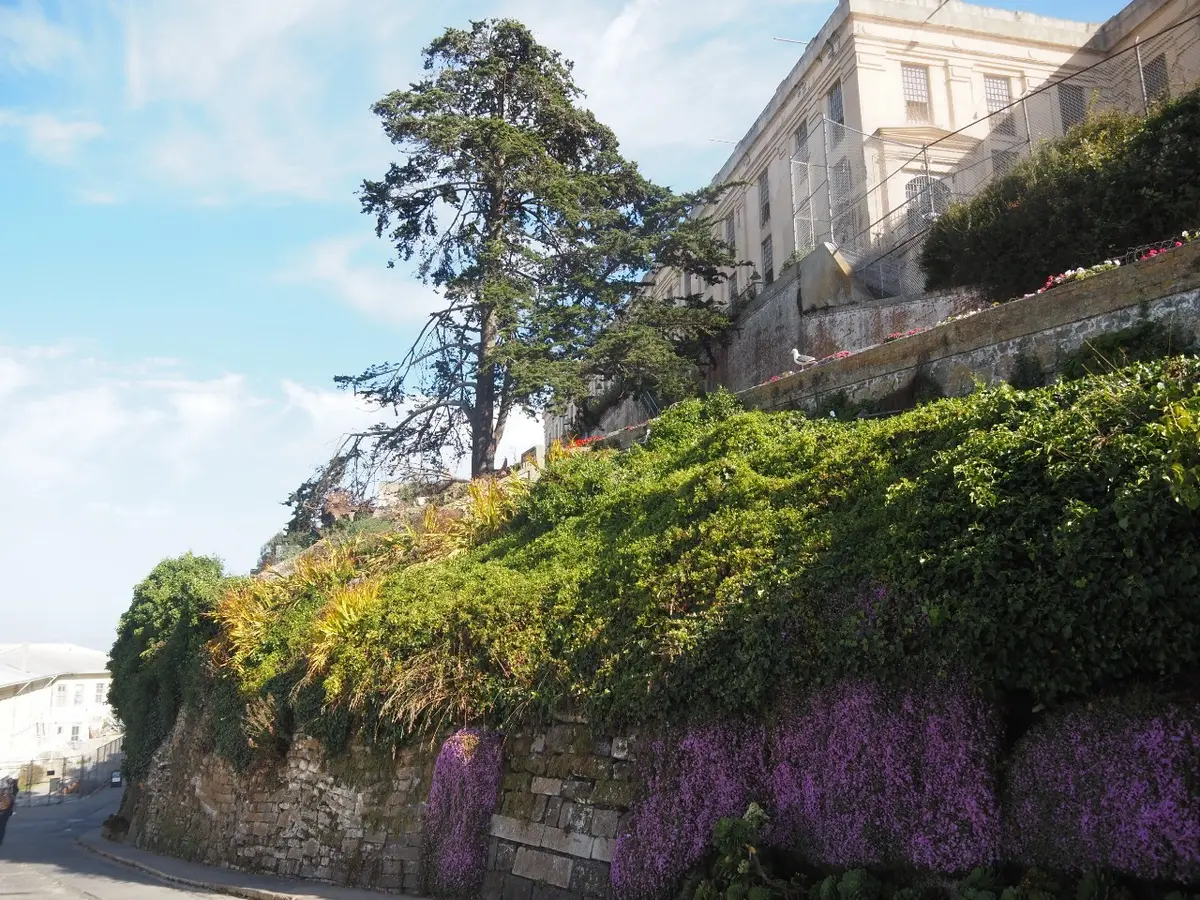 30年の時を経て…San Francisの画像_9