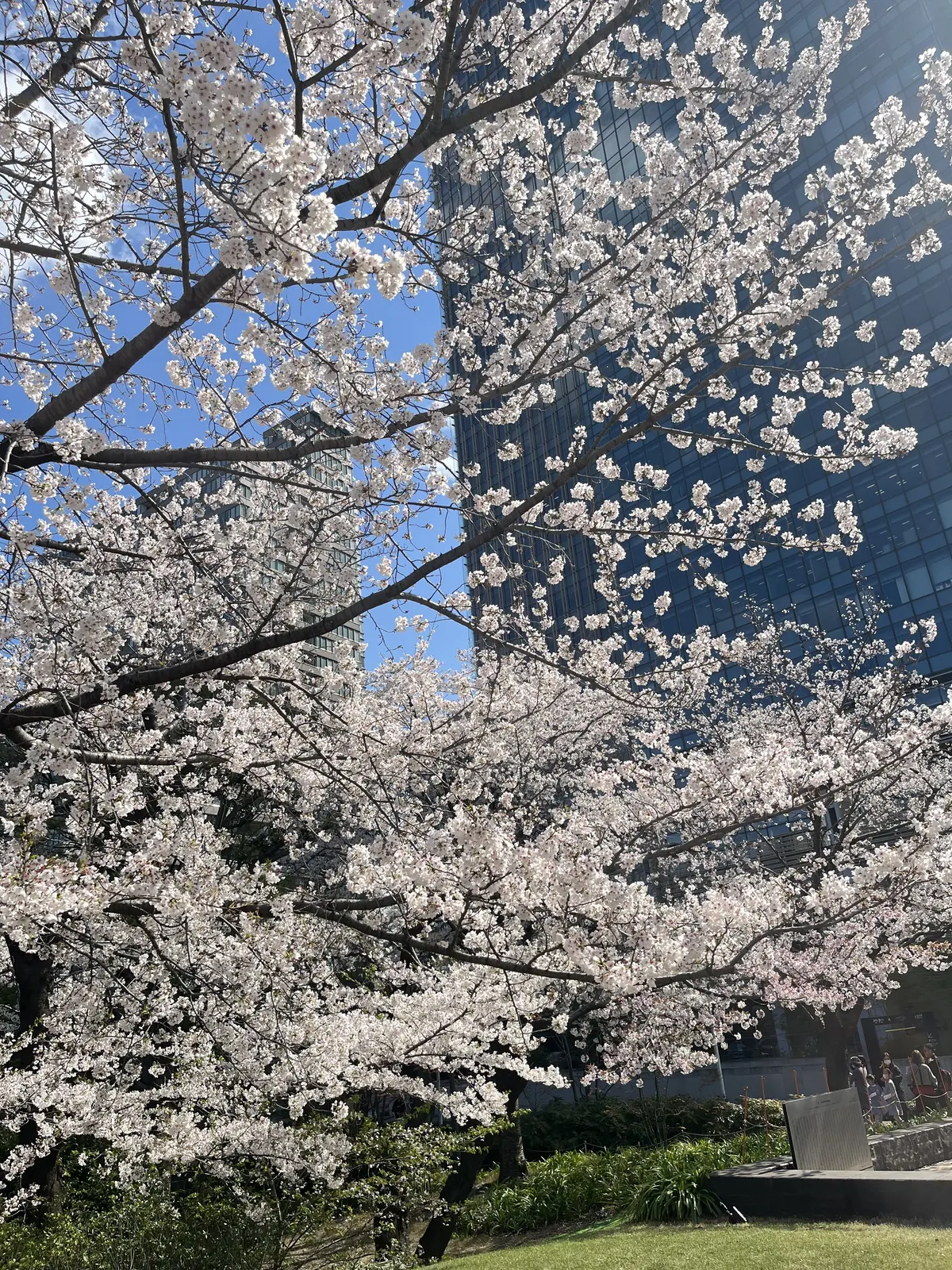 目白の後のお出かけシリーズ、今月は〝六本の画像_4