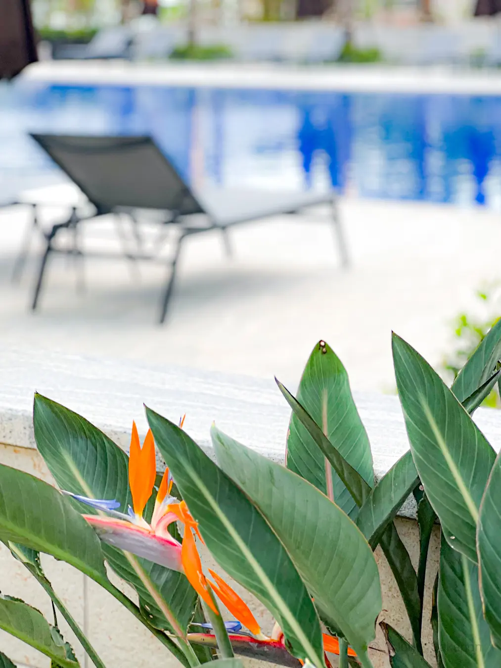 【さかぽんの夏休み】旅する帽子🌴琉球ホテの画像_15