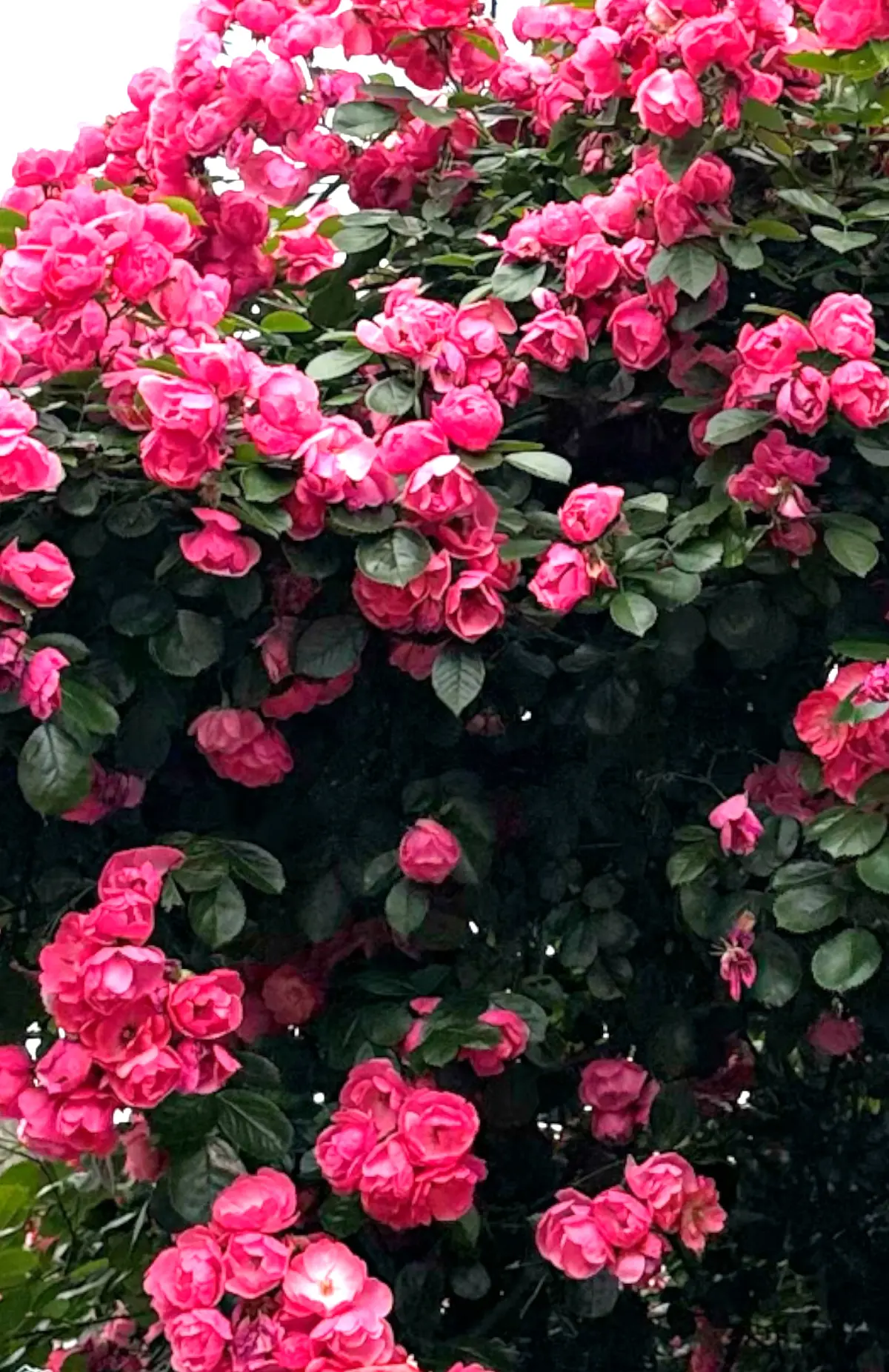 50代初夏のGUTシャツ着回しコーデの画像_10