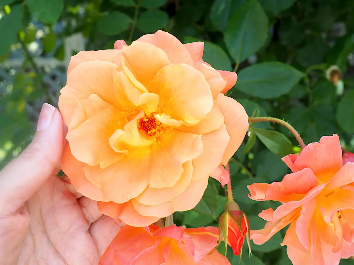 【ZARA、ユニクロ】大人のプチプラMIの画像_9