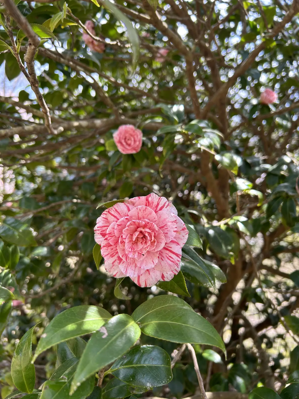 新緑の箱根でマイナスイオンチャージの画像_5