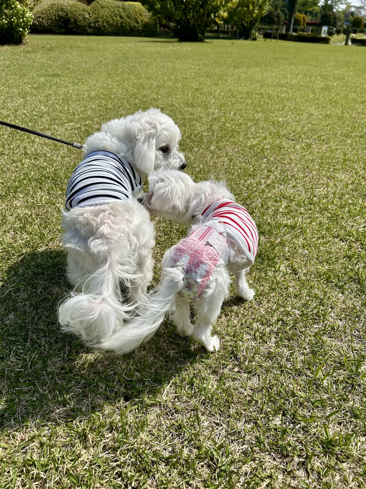 新しい家族を迎えました♪の画像_7