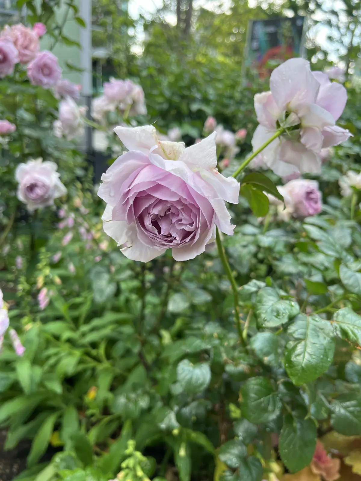 1人時間を楽しむ。銀座＆紀尾井町編その②の画像_14